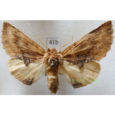 Ptilodon capucina (Linnaeus, 1758) male Czech41b